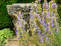 Sissinghurst Castle gardens P1120736